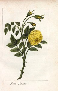 Yellow Pink, Rosa Lutea. Handcoloured Copperplate Engraving of an Illustration by Miss Prudhomme from Hommage Rendu a la Rose, Paris, Circa 1815