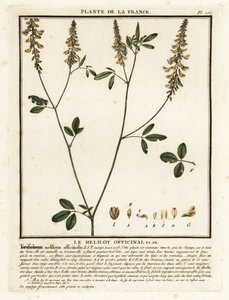 Yellow sweet clover, yellow melilot, ribbed melilot, Melilotus by Unbekannter Künstler