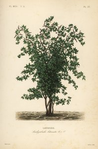 Zabala or coguil fruit tree by Unbekannt