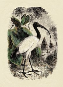 Zoology: Sacre Ibis (Threskiornis aethiopicus), engraving of the 19th century by Unbekannter Künstler