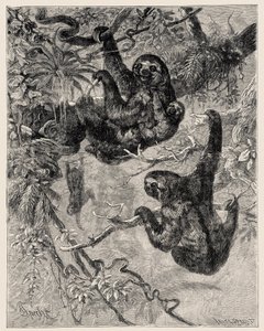 Zoology: Lazy (Ai - Bradypus Tridactylus) Described and Illustrated by Carlo Vogt and Federico Specht in 