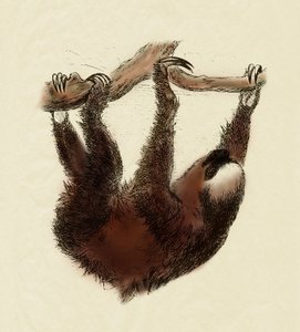 Zoology: lazy (Bradypus tridactylus) by Unbekannter Künstler