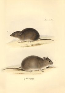 Zoology: the Mus Renggeri and the Mus obscurus (rats) described by Charles Darwin during his exploration journey aboard the Beagle. Plate from The Zoology of the voyage of H.M.S. Beagle under the command of Captain Fitzroy during the years 1832 to 1836