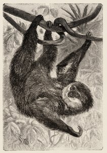 Zoology: Unau or Lazy Described and Illustrated by Carlo Vogt and Federico Specht in 