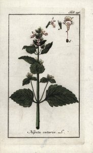 Catary or cat mint (Nepeta cataria). Lithograph from “Afbeelding der Artseny-Gewassen” by Johannes Zorn (1739-1799), Netherlands by Unbekannter Künstler