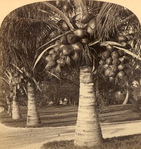 Coconut Trees in the White Sands of Florida, USA by Underwood and Underwood
