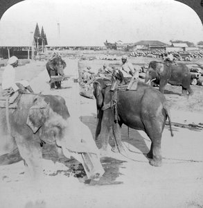 Elephants Working in a Timber Yard, India