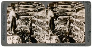Feeding Silkworms Their Breakfast of Mulberry Leaves, Lebanon Mountains, Syria, 20th Century by Underwood and Underwood