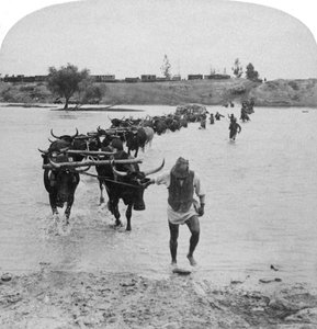 Fording the Modder River, Boer War, South Africa by Underwood and Underwood