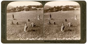 Gathering tares from wheat in the stony fields of Bethel Baytin, Palestine, 1900