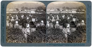 Girls picking tea on the famous plantation at Uji, Japan by Underwood and Underwood
