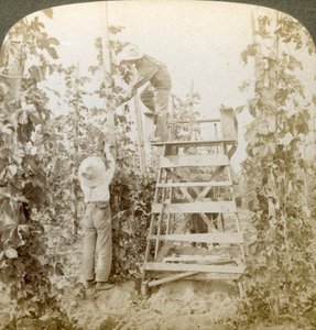 In the Rich Hop District, Training the Vines, White River Valley, Washington, USA by Underwood and Underwood