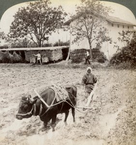 Ploughing Flooded Ground for Rice Planting, North of the Main Road at Uji, Near Kyoto, Japan, 1904 by Underwood and Underwood