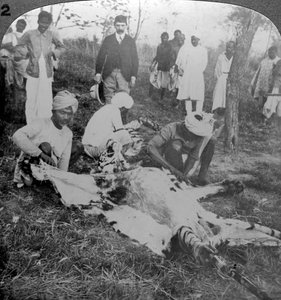 Skinning a dead tiger, shoot of the Maharajah of Cooch Behar, India, c1900s by Underwood and Underwood