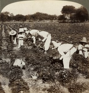 Strawberry Field, Irapuato, Mexico by Underwood and Underwood