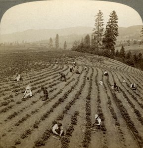 Strawberry picking, Cedar Creek Farm, Hood River Valley, Oregon, USA by Underwood and Underwood