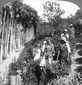 Tamil women picking tea on Sir Thomas Lipton