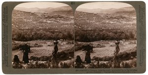 The Hill of Samaria, from the South, Surrounded by Its Fig and Olive Groves, Palestine