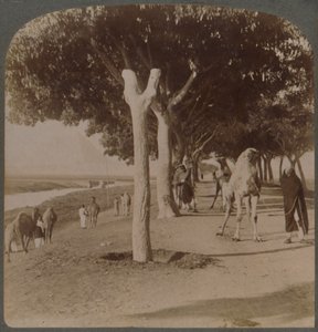 The Road to the Pyramids, Egypt, 1896 by Underwood and Underwood