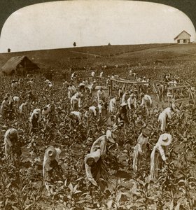 Tobacco field, Montpelier, Jamaica, 1900 by Underwood and Underwood