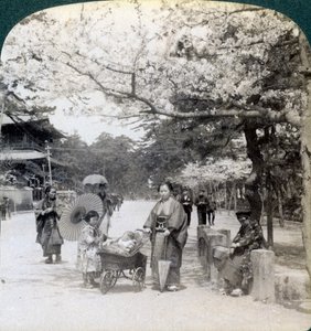 Under the cherry blossoms, looking northeast along the main avenue of Shiba Park, Tokyo, Japan by Underwood and Underwood