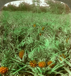 Where the Luscious Pineapple Grows, Florida, USA by Underwood and Underwood