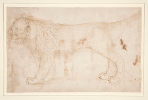 A Lion by Unknown