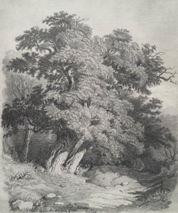 Clump of Trees by Unknown