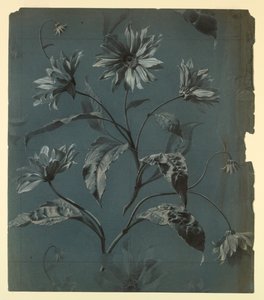 Design for Wallpaper or Textile of Daisy-Type Flower with Repeat