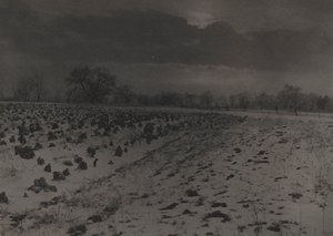 Field of Cabbages Under Snow by Unknown