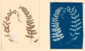 From the Hatton Fern Album by Unknown