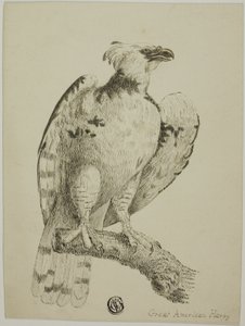 Great American Harpy by Unknown