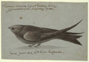 Nightjar by Unknown