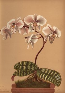 Phalaenopsis Schilleriana by Unknown
