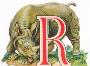 A: Rhinoceros