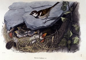 A board representing a common bird (or sparrow) near its nest by Unknown artist