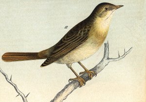 A nightingale