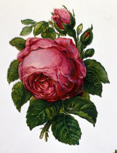 A rose by Unknown artist