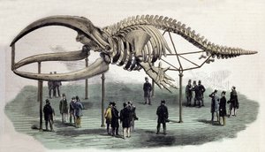 A skeleton of whales at the Royal College of Surgeons in London. 19th century engraving