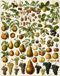 Agriculture: Botanical board representing edible fruits (cherry, raspberry, strawberry, blueberry, peach, apricot, nuts, grapes, pear, hazelnut, fig, apple, plum)