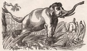 An Elephant Captured in the Savanna, Africa by Unknown