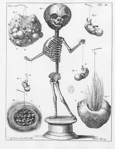 Anatomical plate representing a skeleton, by Frederik Ruysch (1638-1731), Dutch anatomist. by Unknown artist