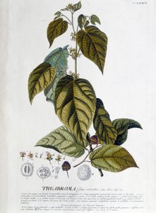 Arbroma Tea Plant - Botanical Board by Unknown artist