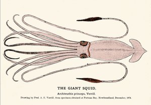 Architeuthis princeps, the giant squid failed on the beach of Fortune Bay (Newfoundland) in December 1874 and first described by Professor A.E. Verrill. Era engraving.