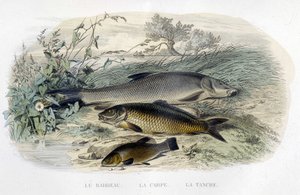 Barbeau, carpe et tenche - in Histoire naturelle by Lacépède, T.II, ed. Furne et Cie, Paris