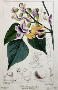 Bean slug (phaseolus caracola), botanical board