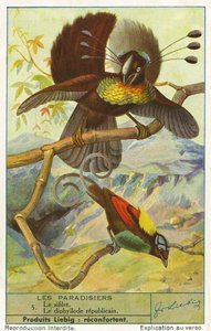 Bird of Paradise