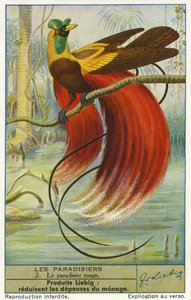 Bird of Paradise