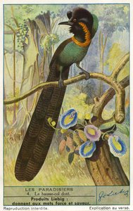 Bird of Paradise