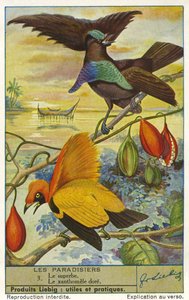 Birds of Paradise